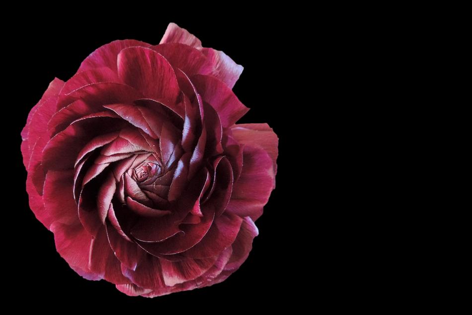 Flower Blossom Bloom