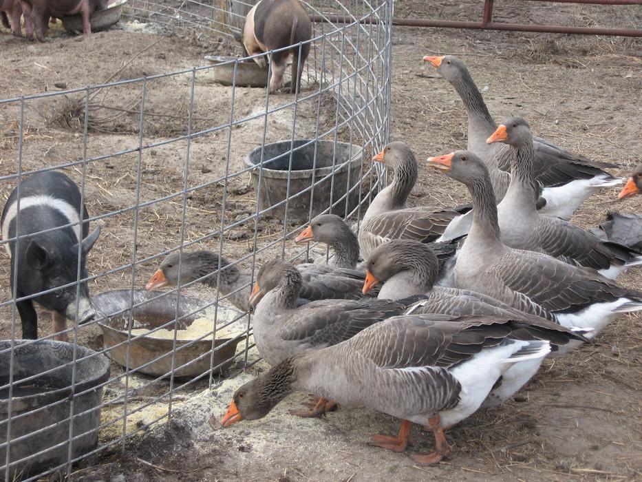 geese and pigs in a cage on a farm