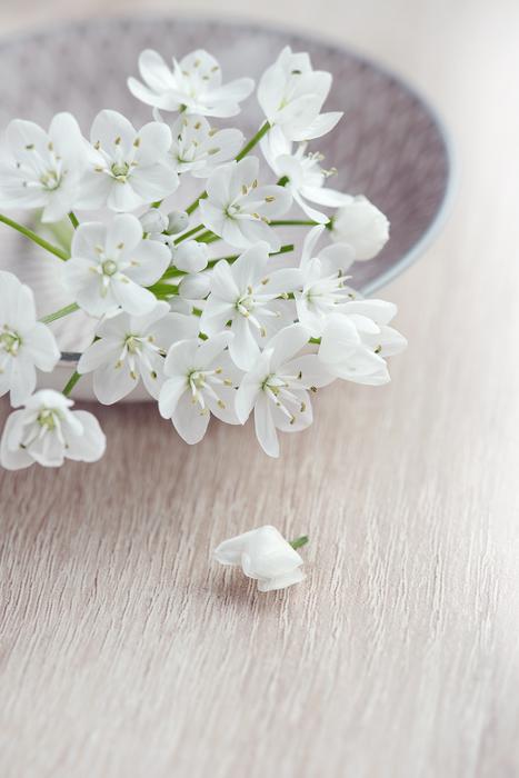 Flower Flowers White