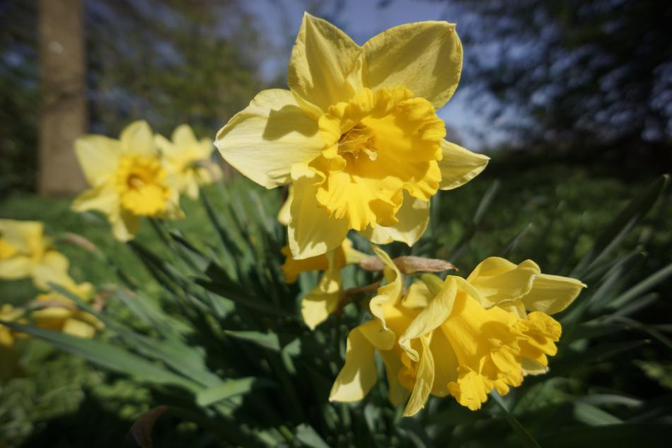 Narcissus Daffodil Flower