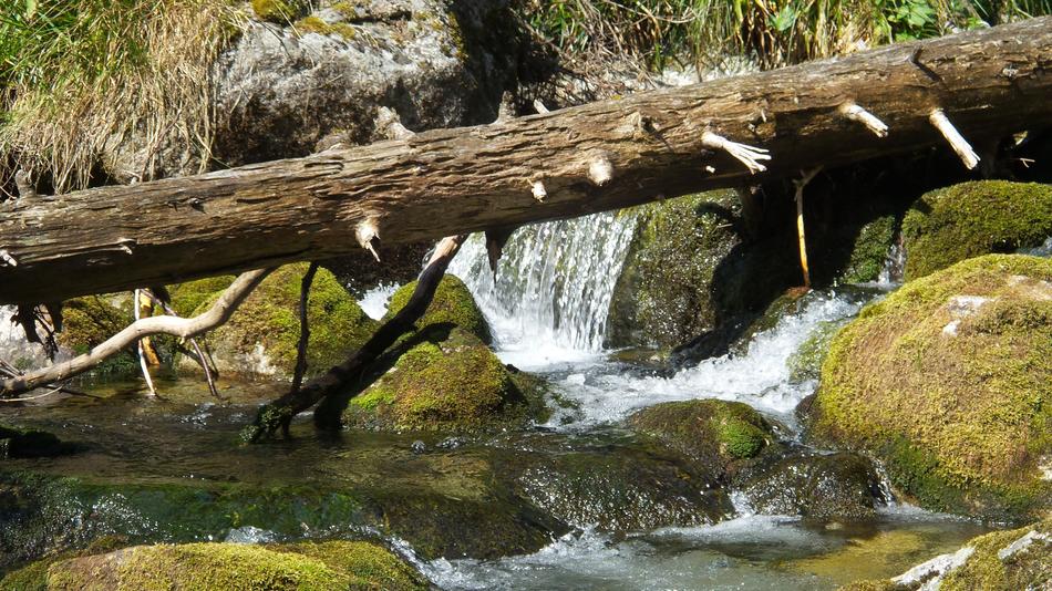 tree trunk across the creek in Tatry