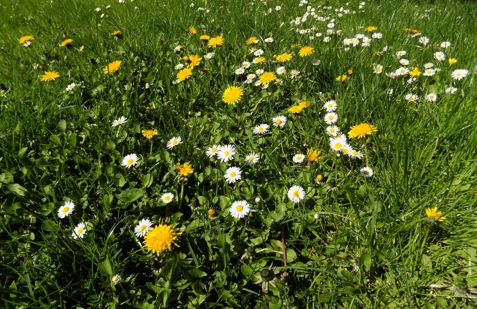 Flower Garden Grass