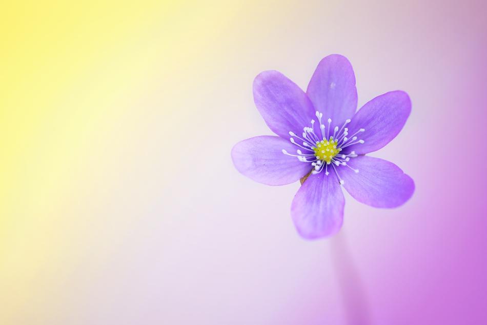 Flower Blossom Bloom