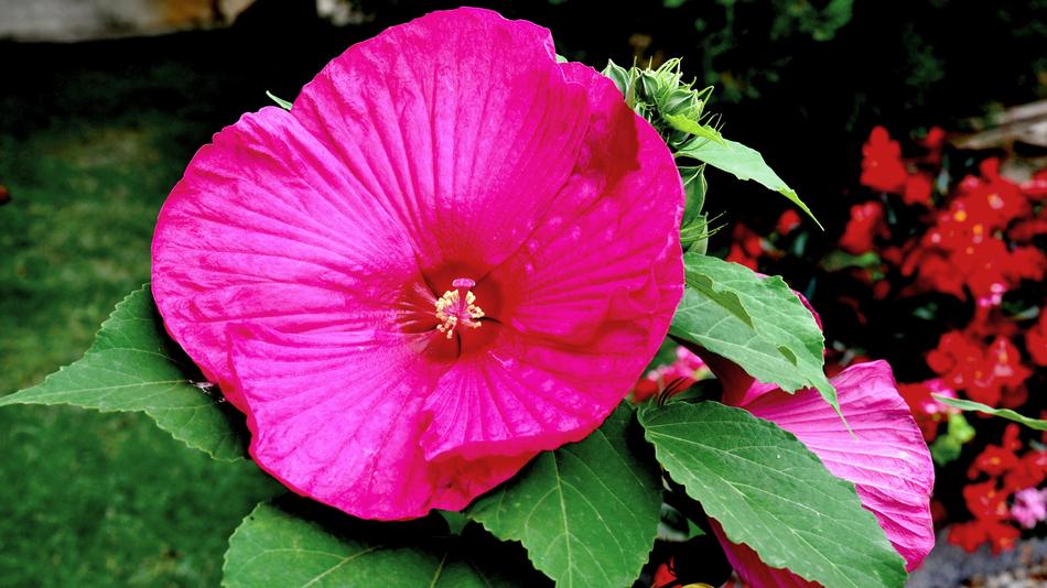 Hibiscus Flower Garden