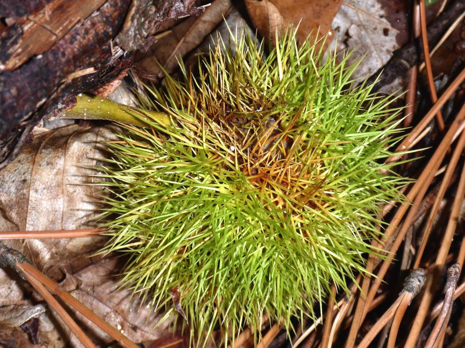 Chestnut Collect Edible