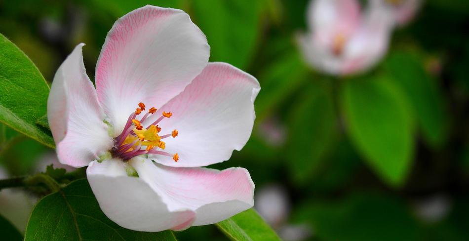 Spring Pistil Wood