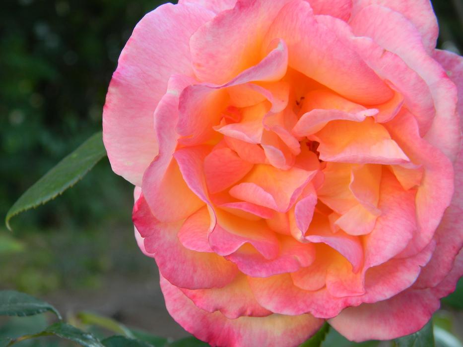 Rose Flower Bloom
