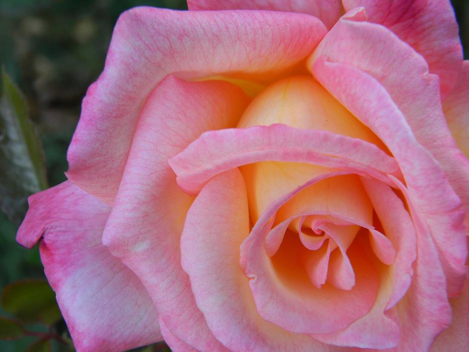 Pink Rose Flower