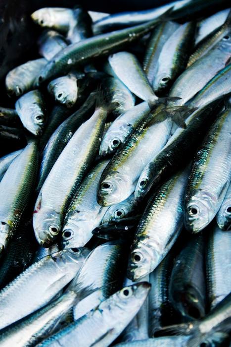 Herring Fish Port