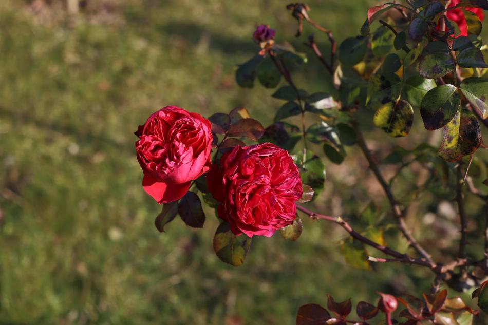 Roses Flower Autumn