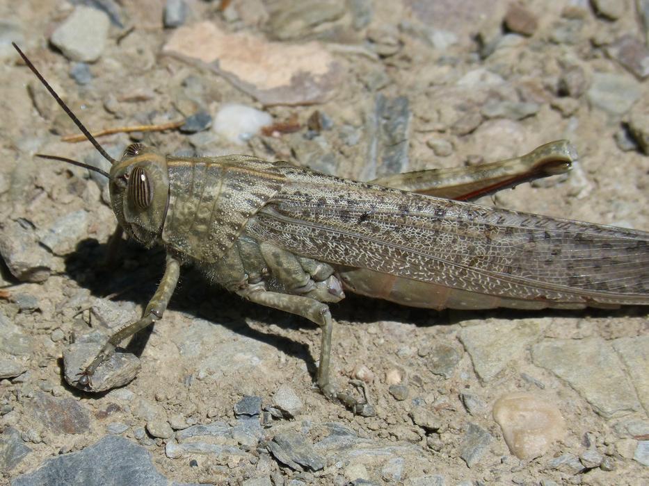 Grasshopper Lobster Orthopteron
