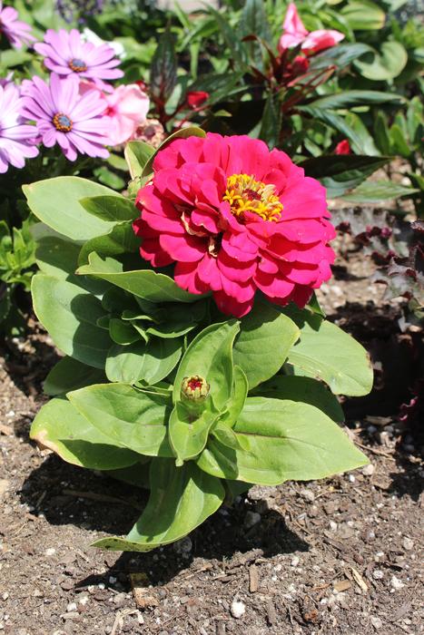 Flower Pretty Green