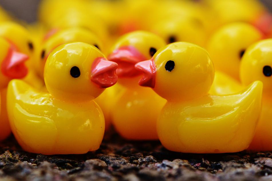 Ducks Figures Group