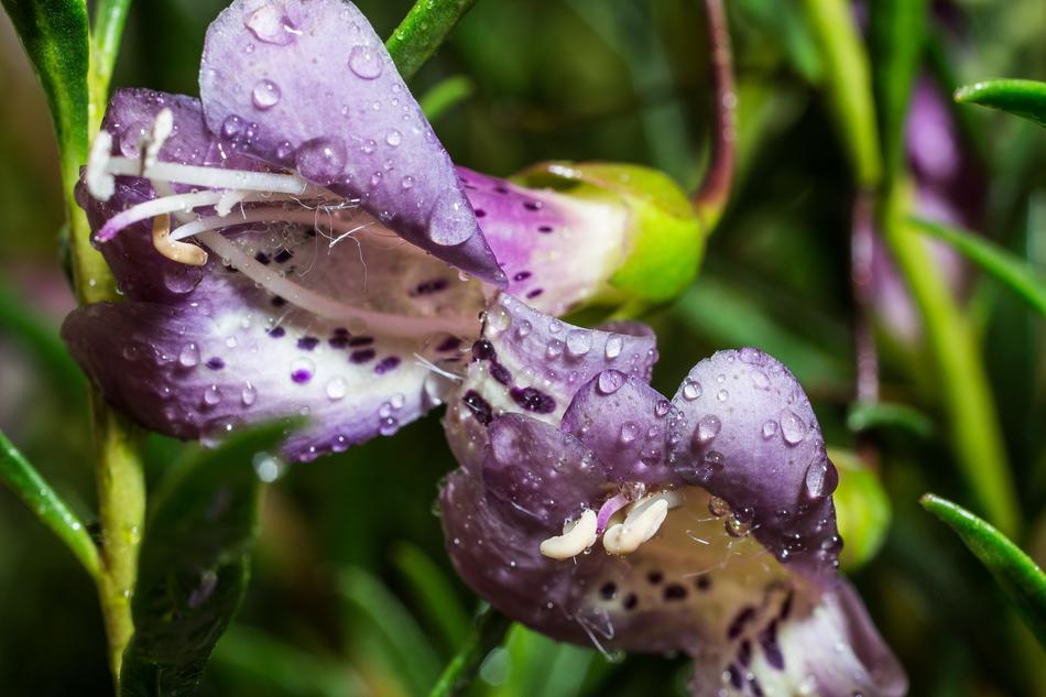 Eremophila Maculata Emu Bush Macro