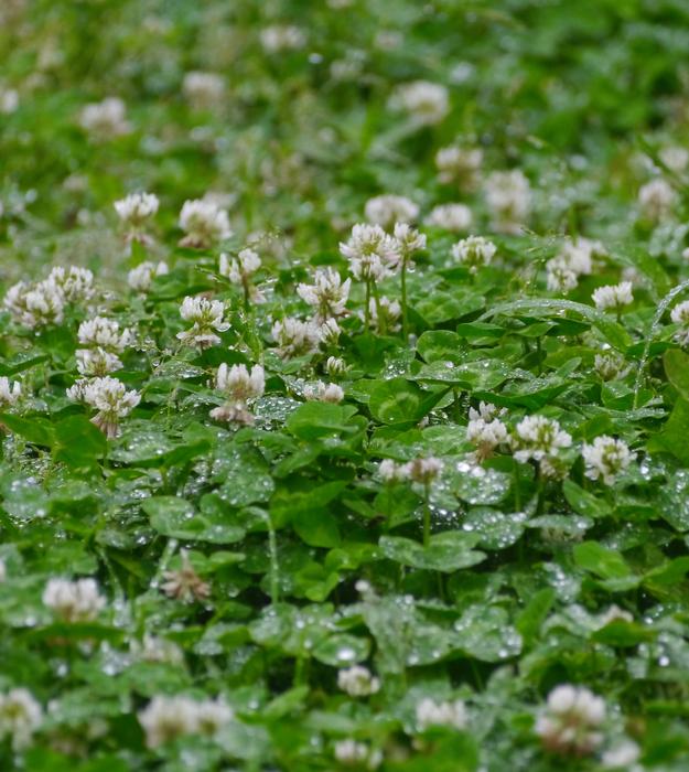 wild little flowers in the field in the rain