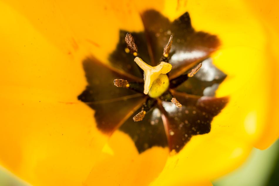 Tulip Blossom stamp free image download