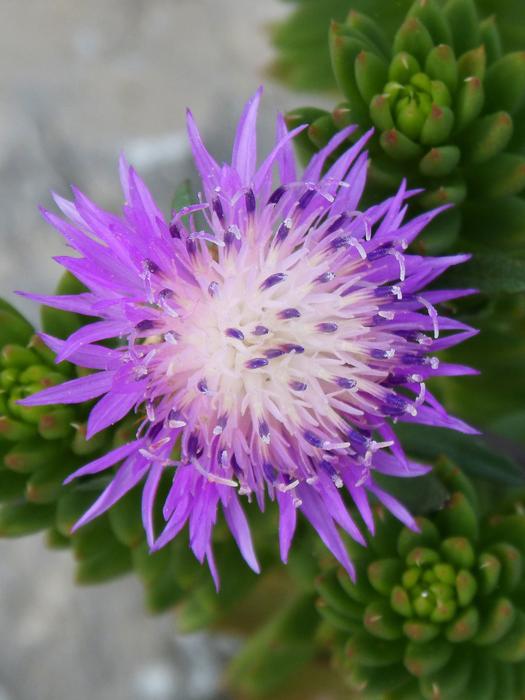 Cirsium Arvense Thistle Canada