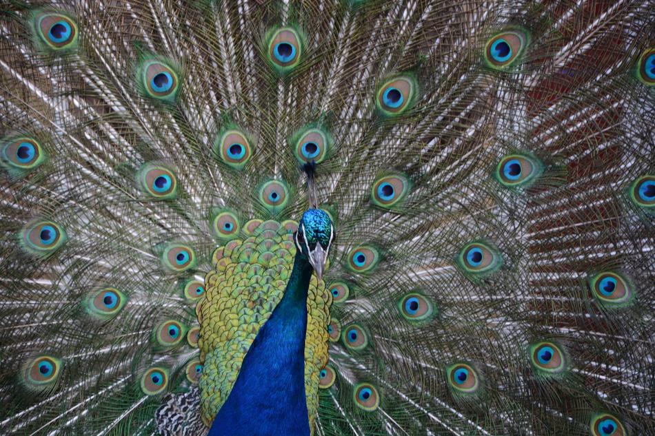 Peacock Blue