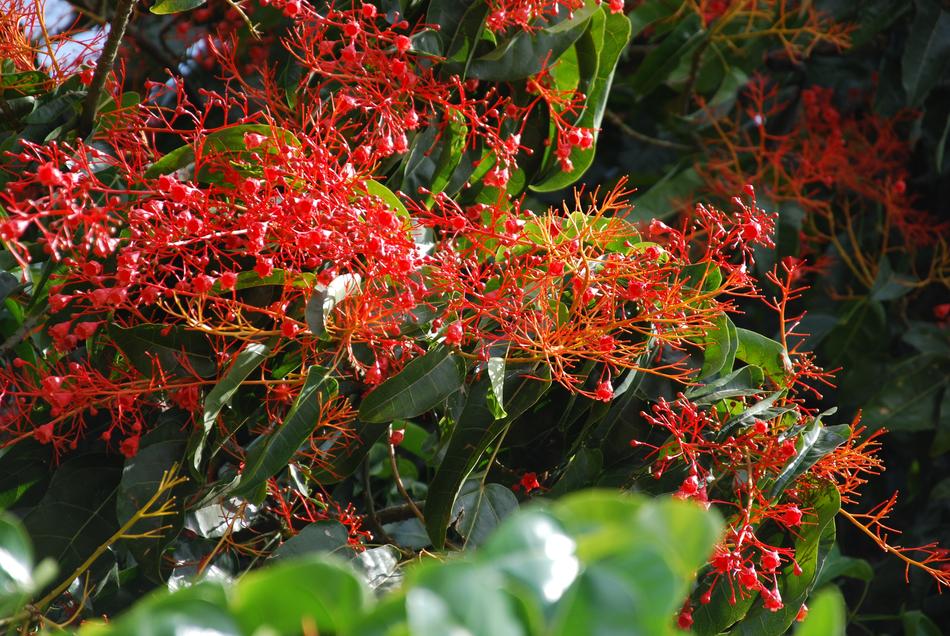 beautiful bush with flowers