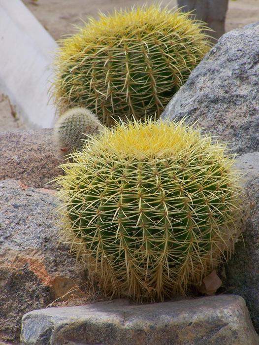 prickly desert cacti