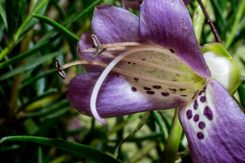 Eremophila Maculata Emu Bush Macro