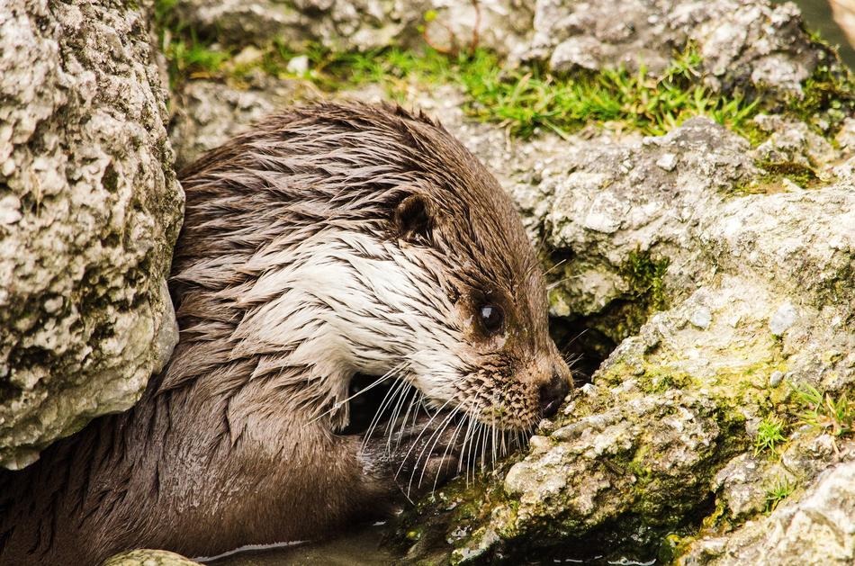 Otter Zoo Tiergarten