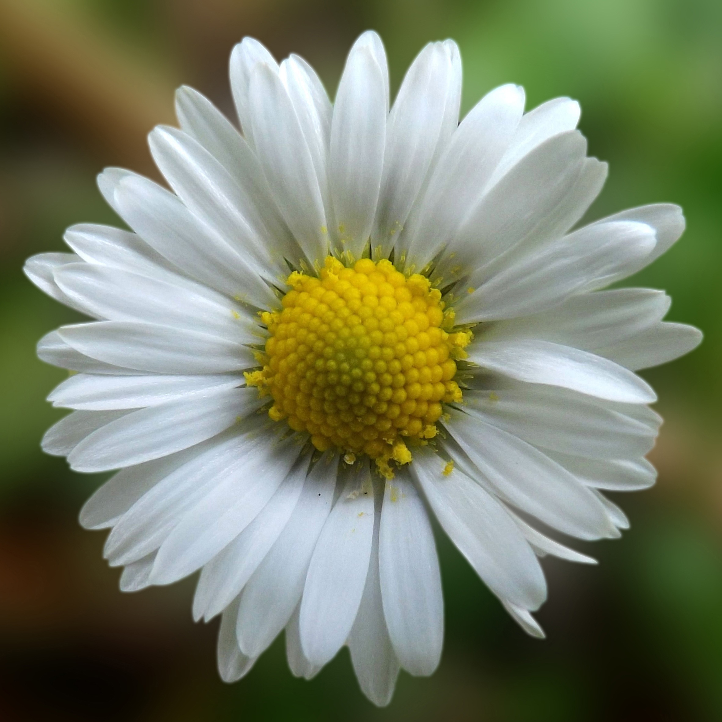 Daisy Blossom Bloom free image download