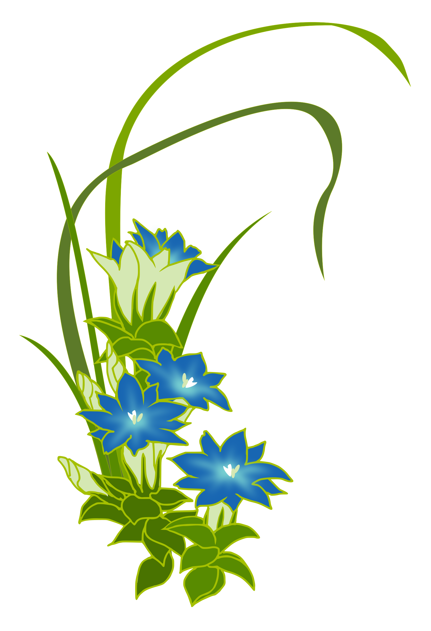 Gentian wild grass blue flowers free image download