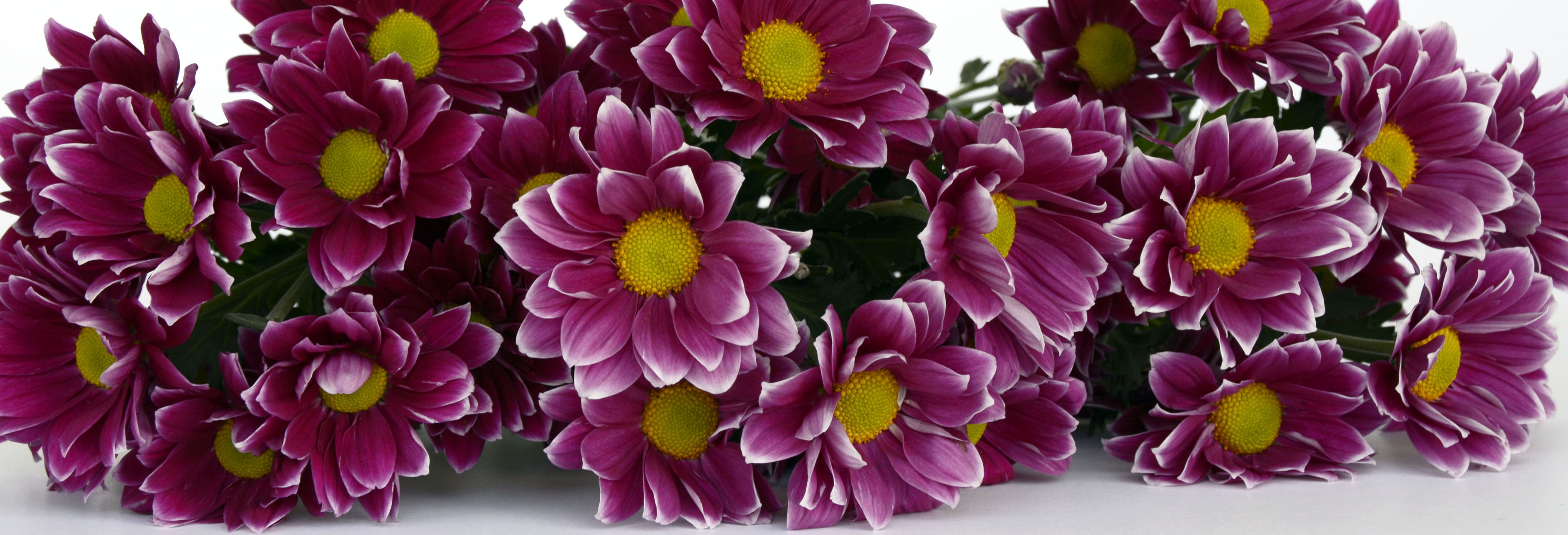 Chrysanthemum Daisies Flowers free image download