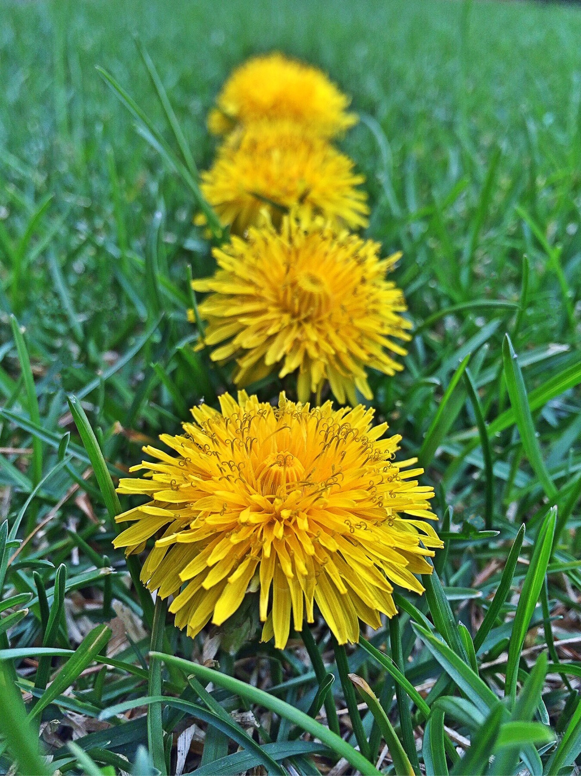 Dandelions Weed Spring free image download