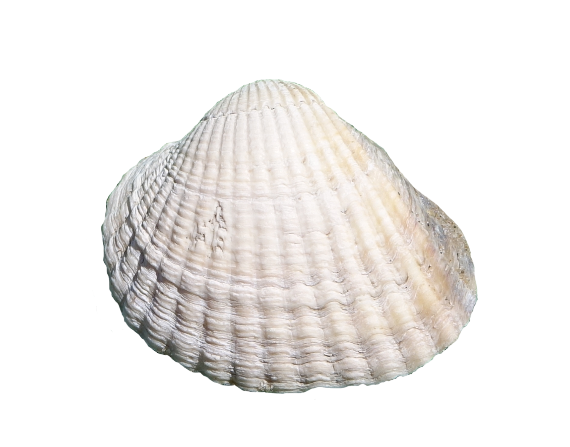 Sea Shell free image download