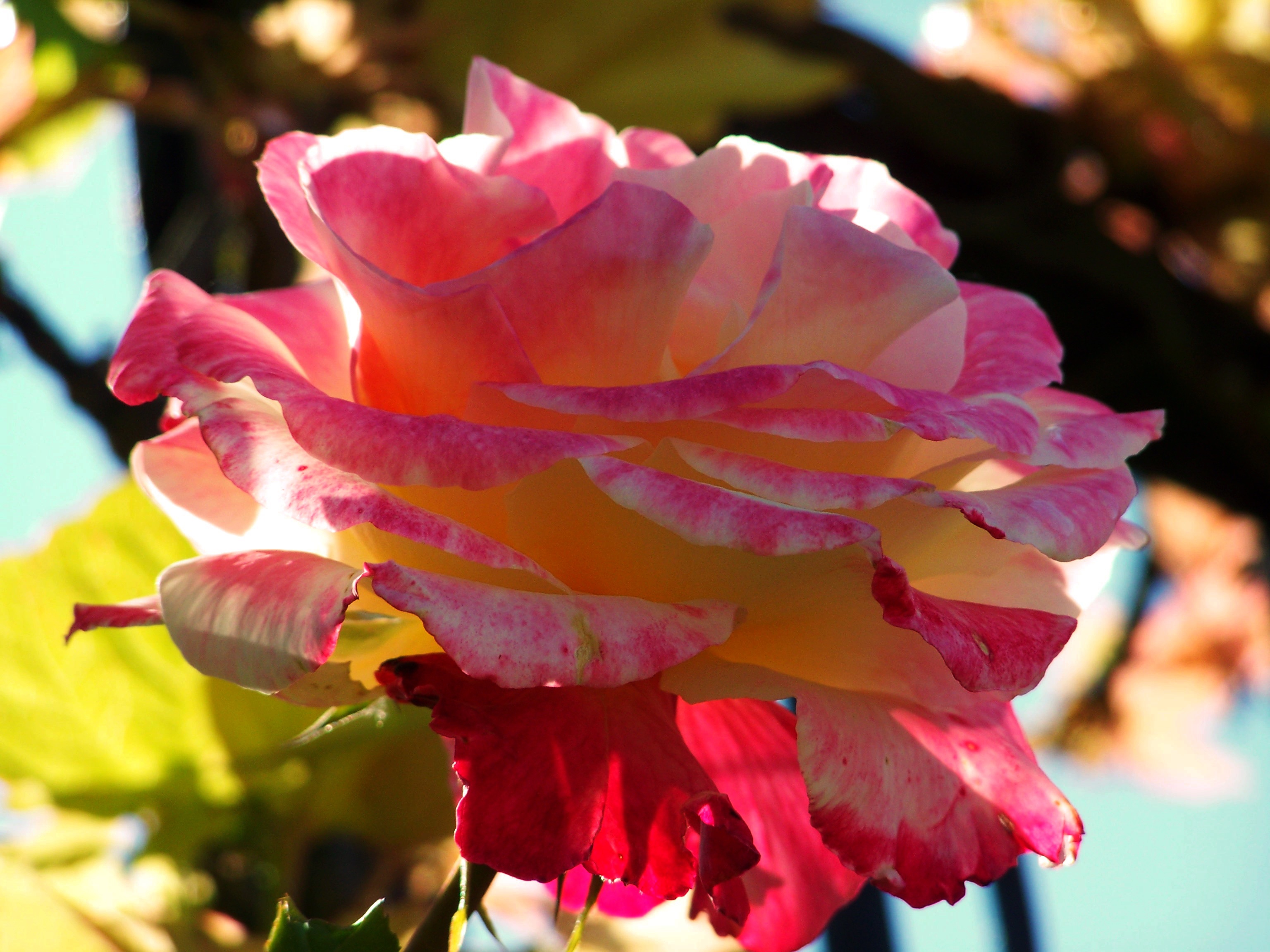 Rose Tricolor Flower free image download