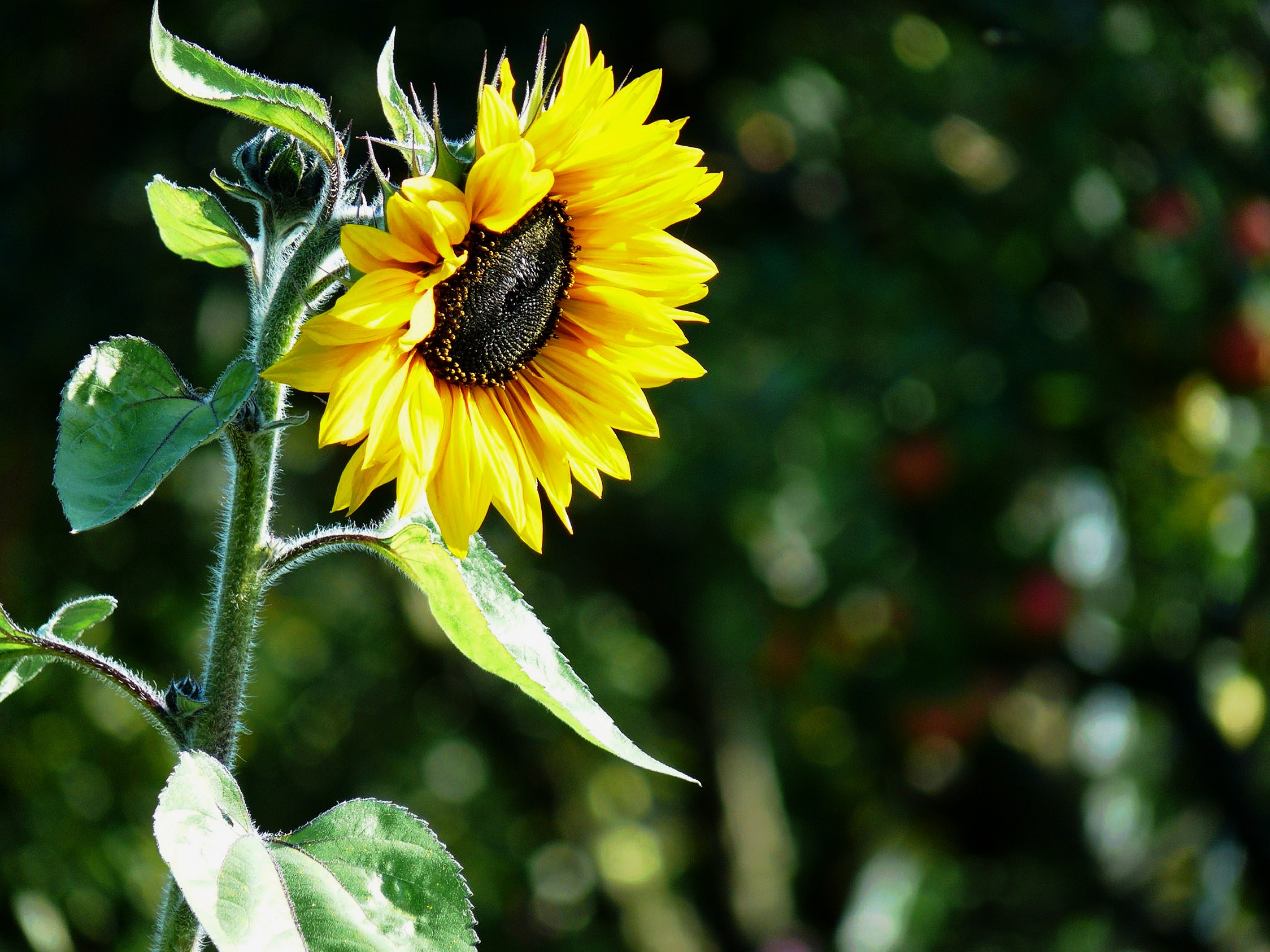 Sunflower Seeds Free Image Download