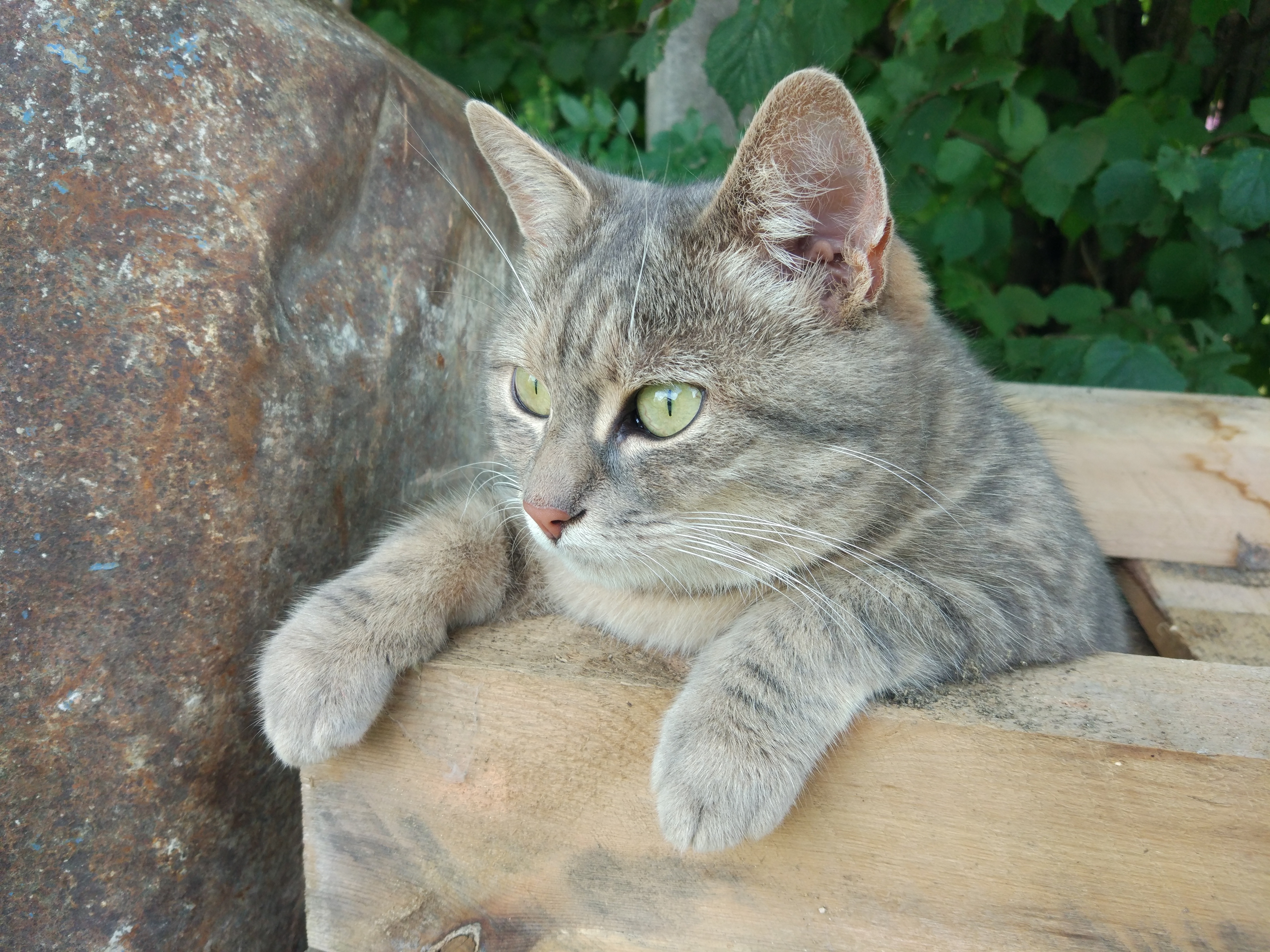 Сибирская короткошерстная кошка серая