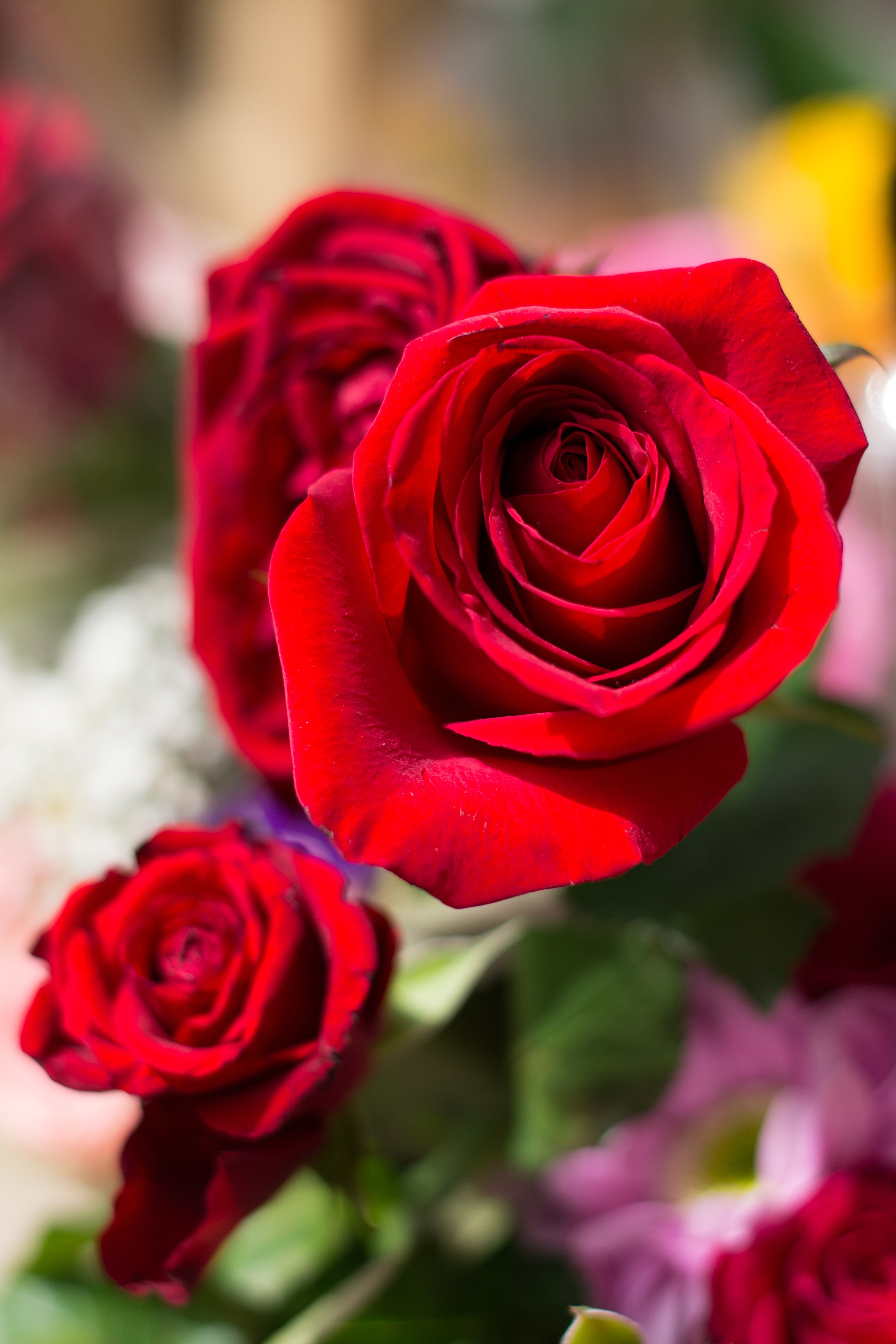 Red Rose Ro Flower free image download