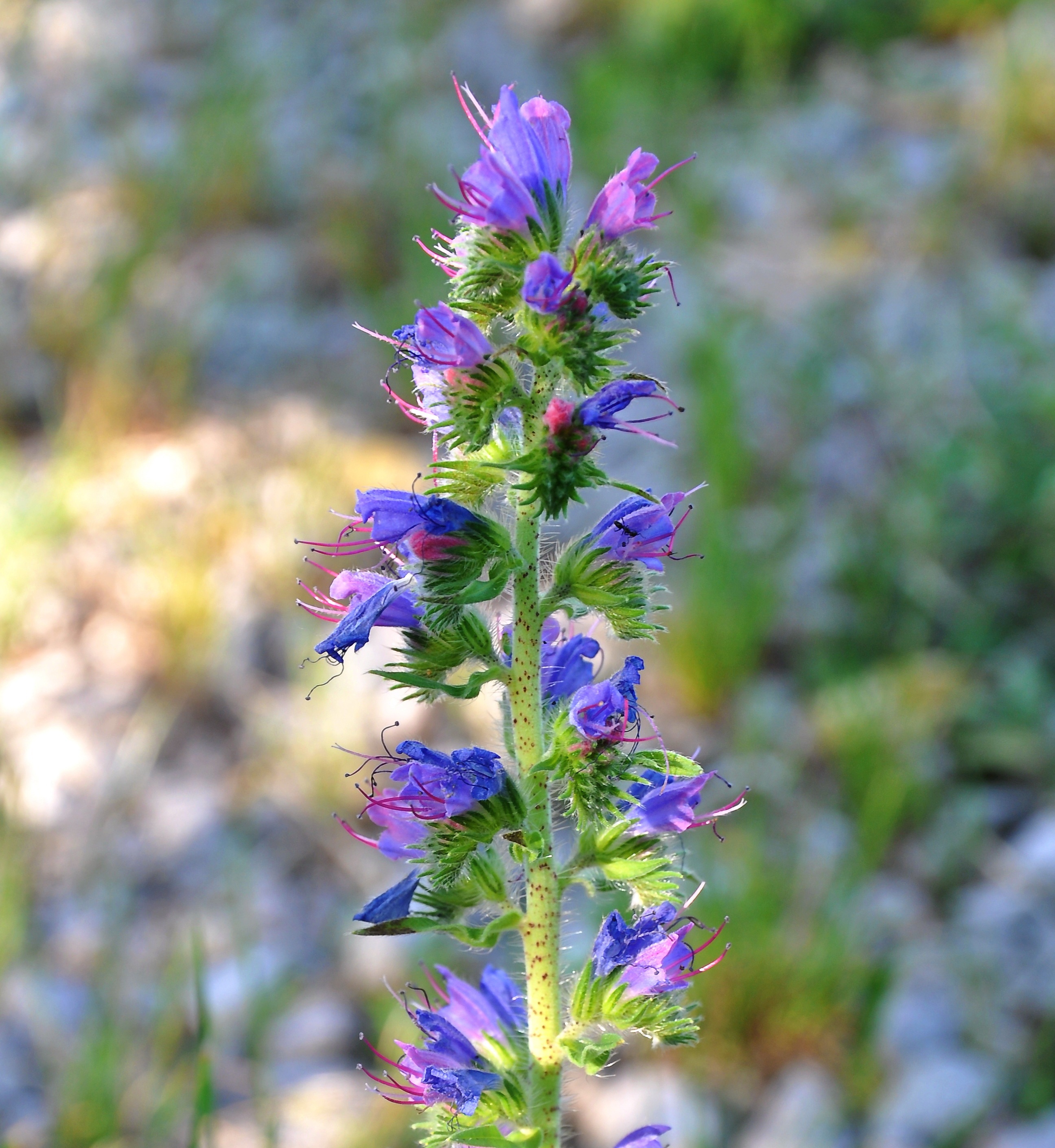 Vibrant Blossoms of Echium Vulgare Immerse yourself in the enchanting 