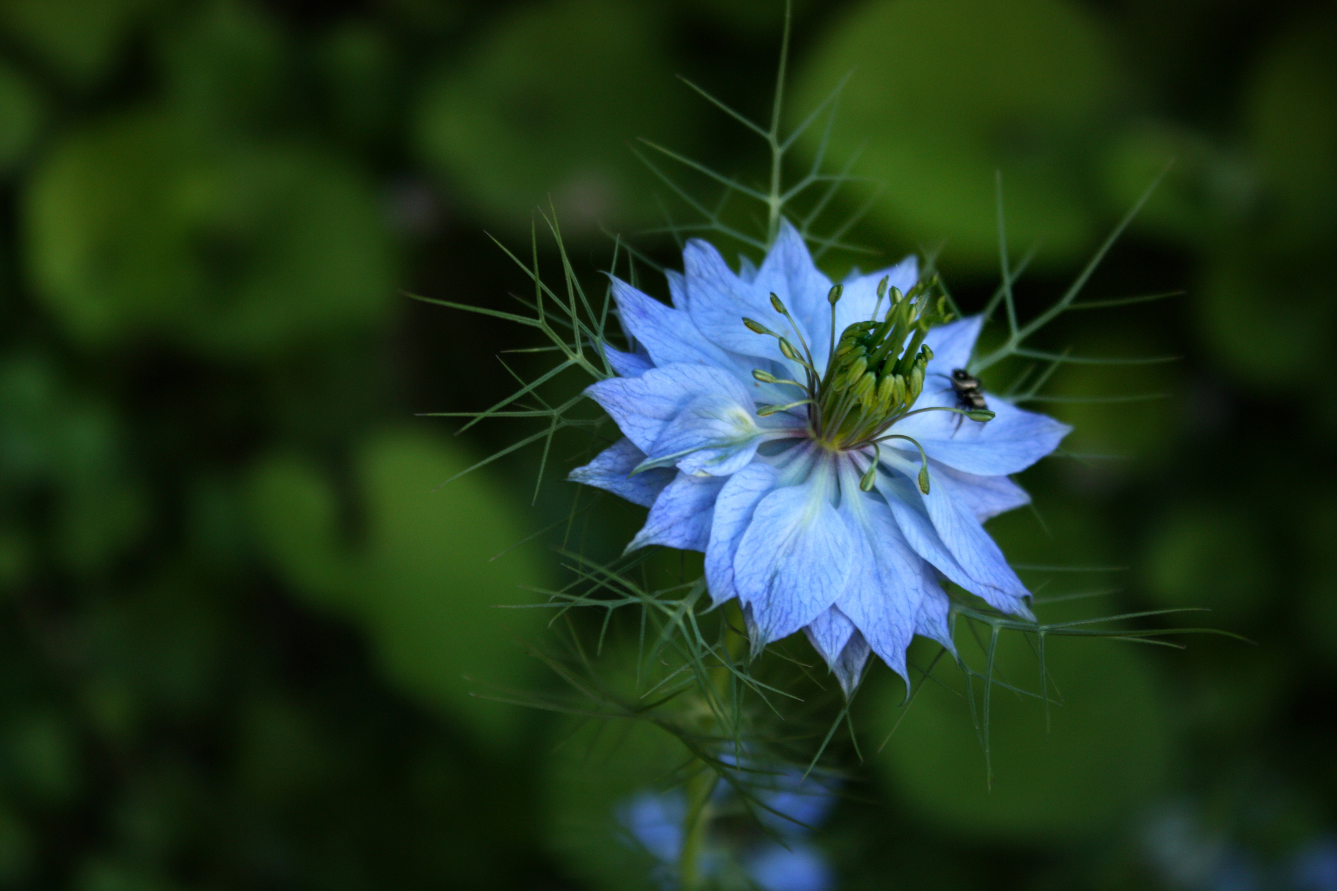 Damascus Nigella Blue Flower free image download