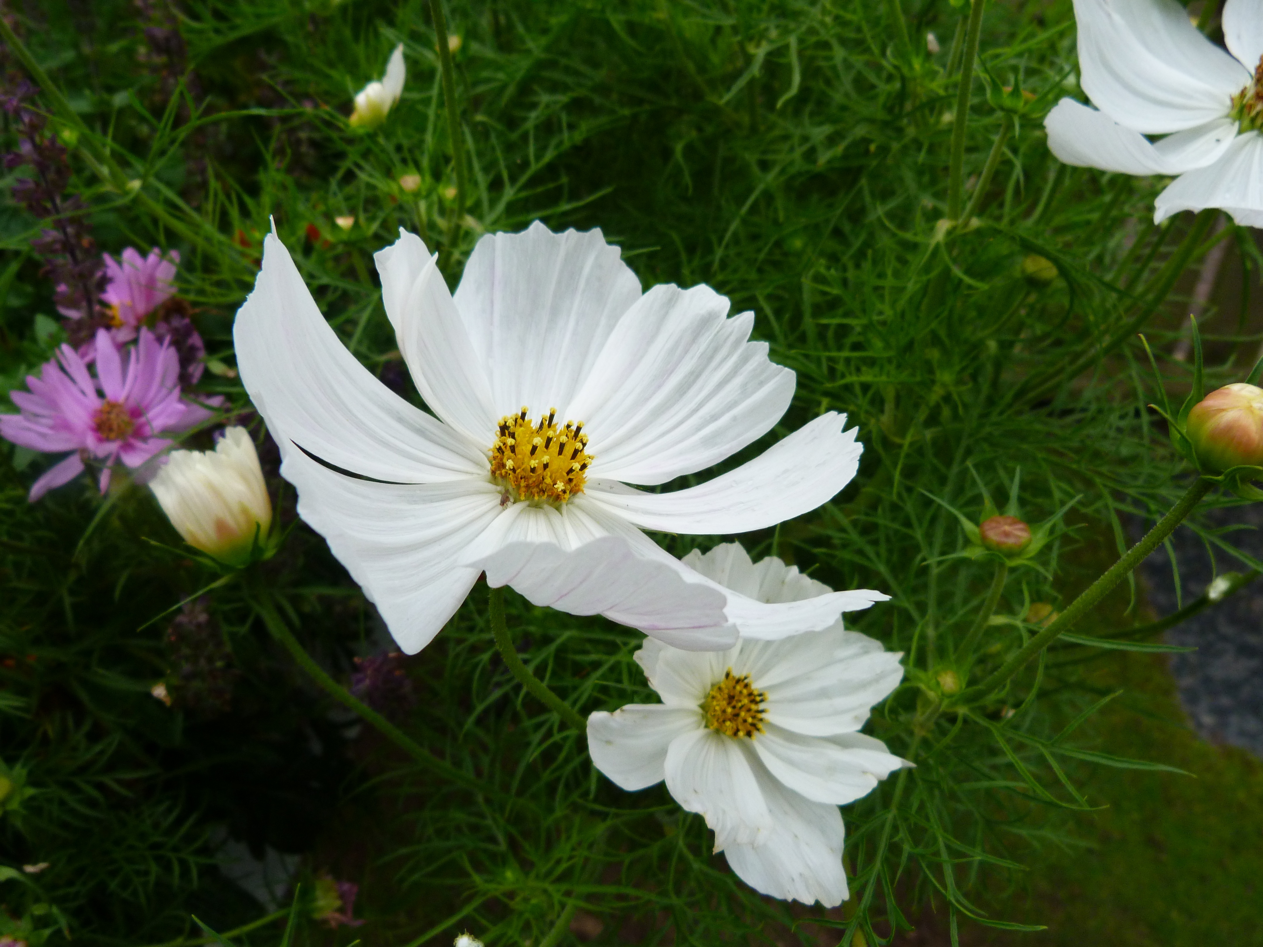 Дэйзи блум. Весенние цветы. Blooming Daisies. Daisy Blooms.