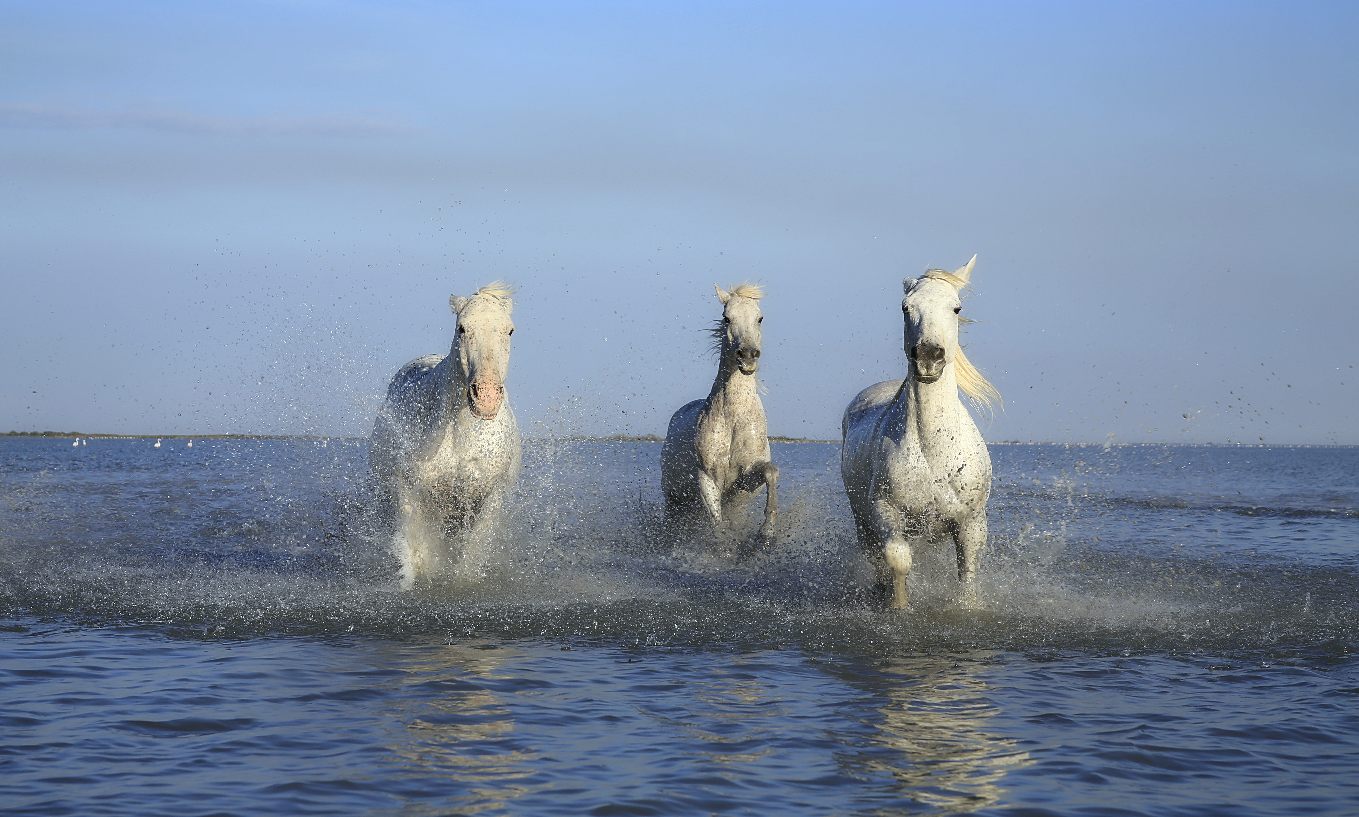 Белая лошадь бегущей из воды