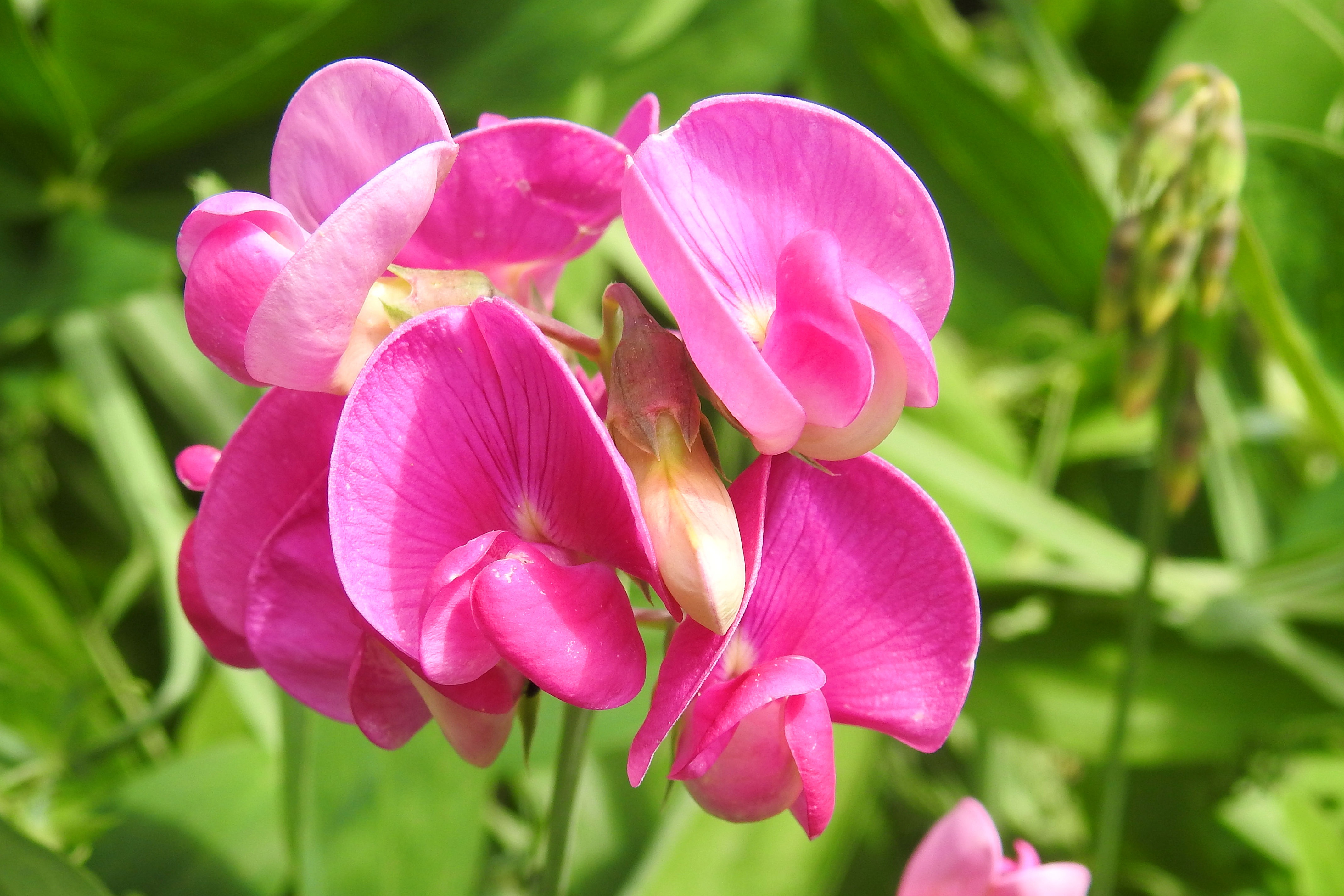 Pea Vetch Red free image download