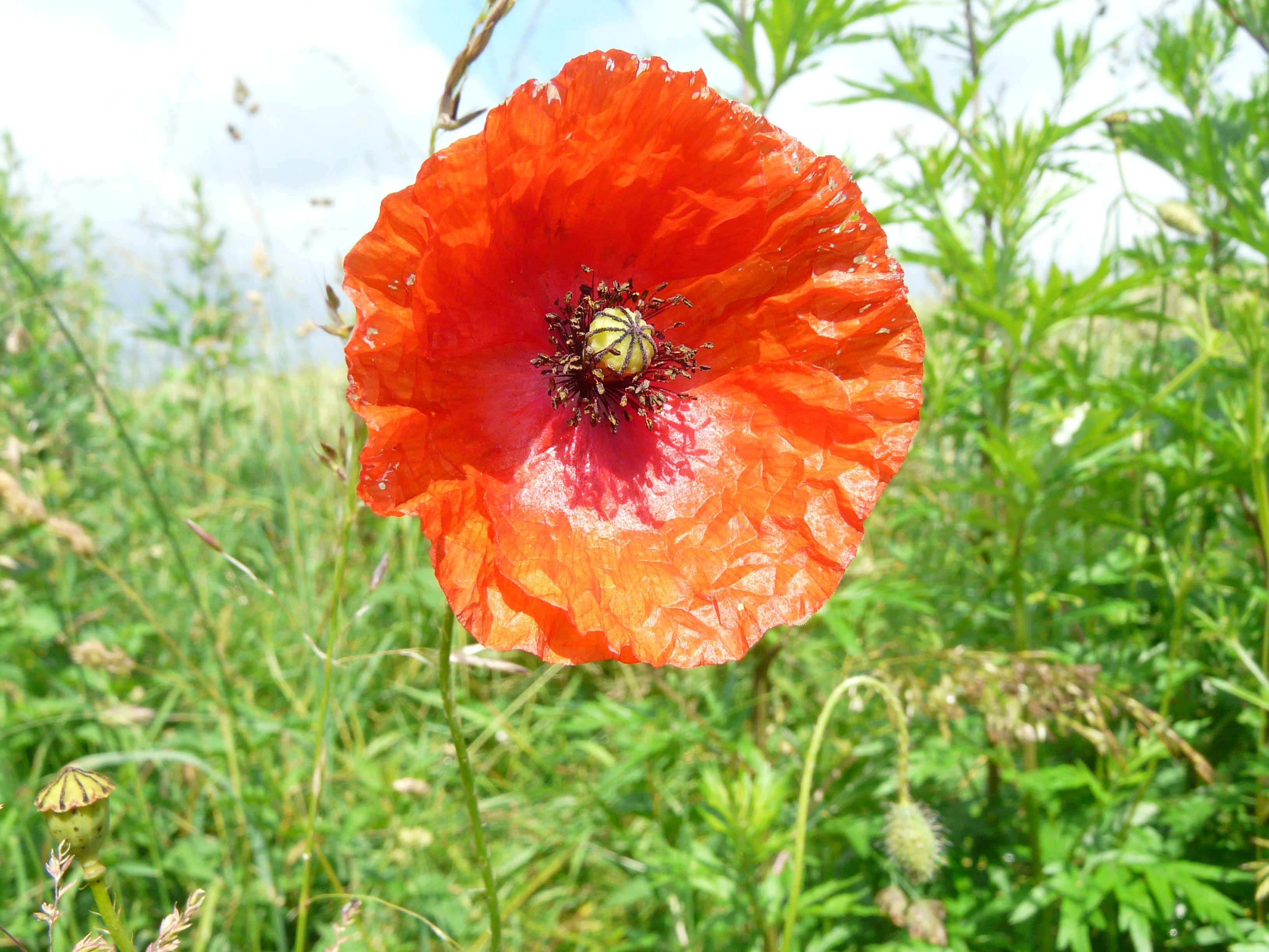 Poppy Fields Free Image Download   6268707 