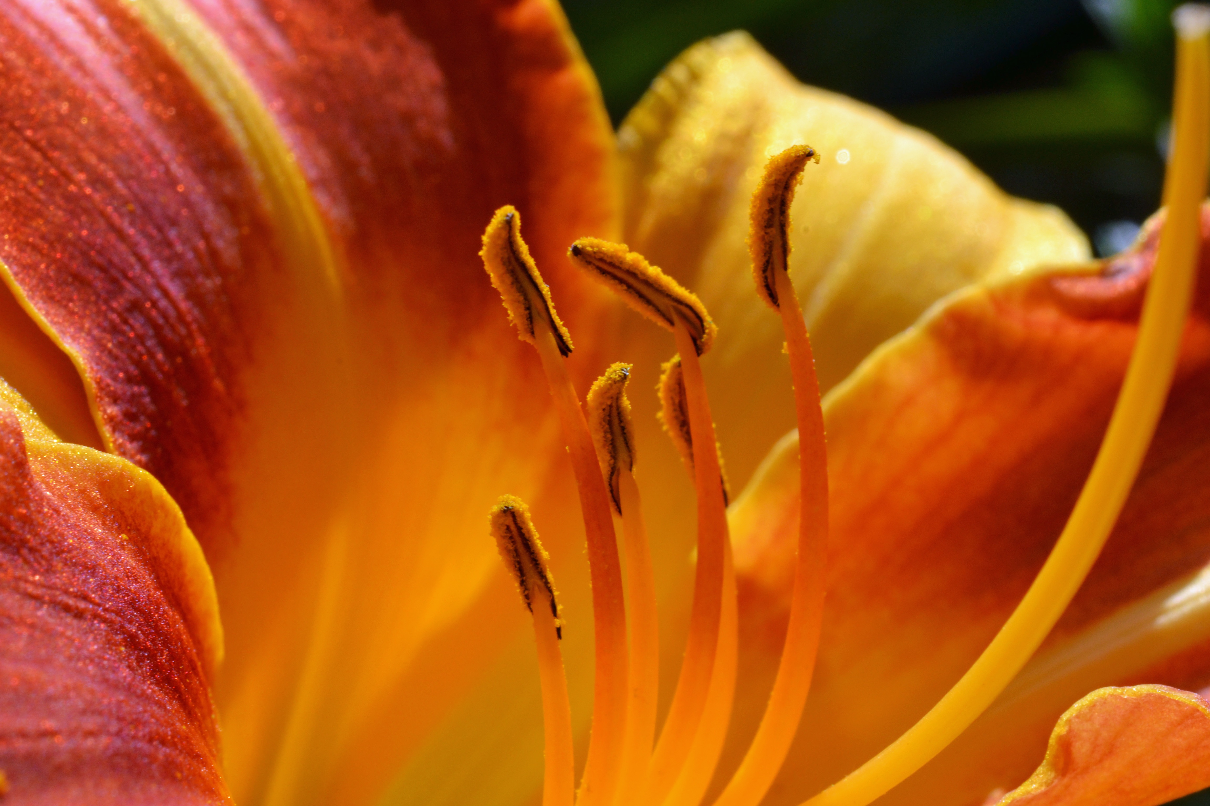 Daylily Hemerocallis free image download