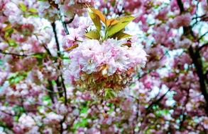 Cherry Blossom Japanese