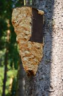 hornet nest on a tree trunk