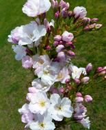 Column Cherry Japanese