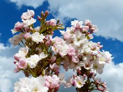 Column Cherry Sky Japanese