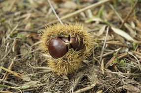 Autumn prickly nuts in the field