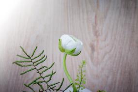 Ranunculus Flower White