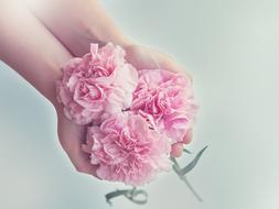 beautiful buds flower in hand