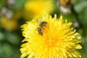 Bee Wing Blossom